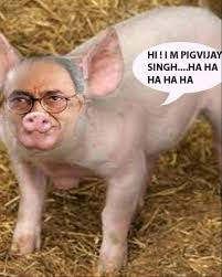 pig-vijay-singh